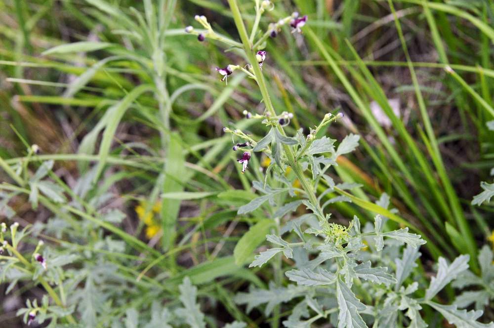 Scrophularia canina